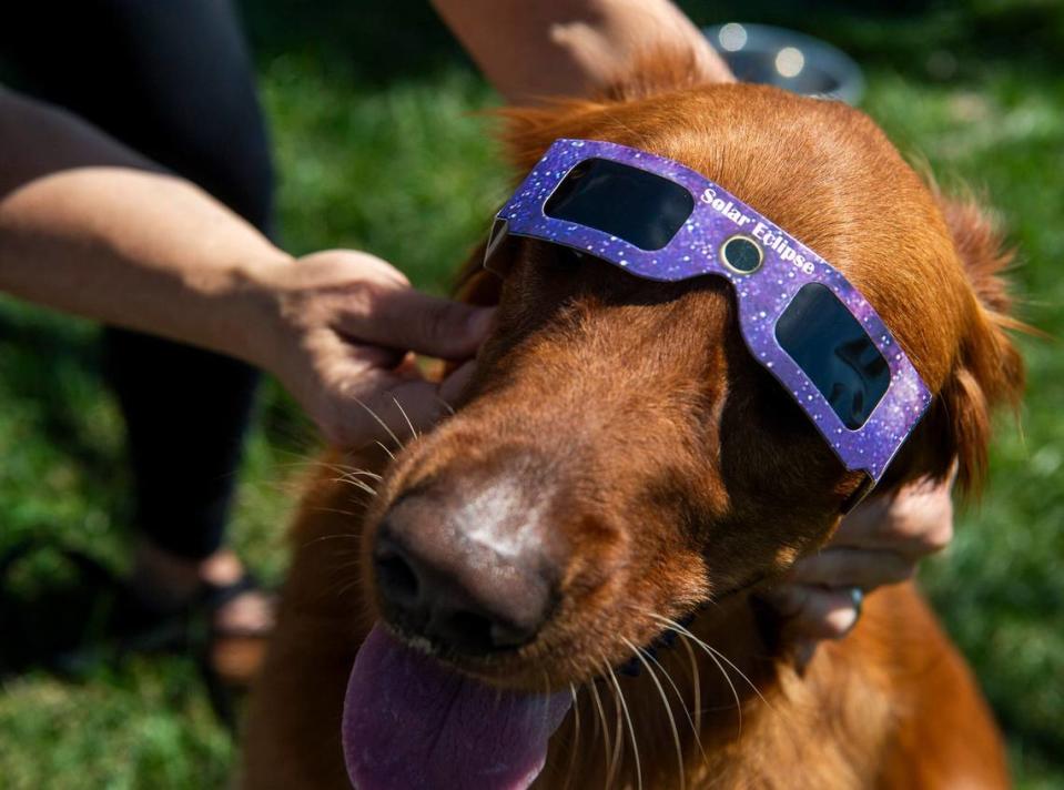 Lilly the golden retriever is protected during the eclipse at Switchyard Park in Bloomington, Ind., on April 8, 2024.