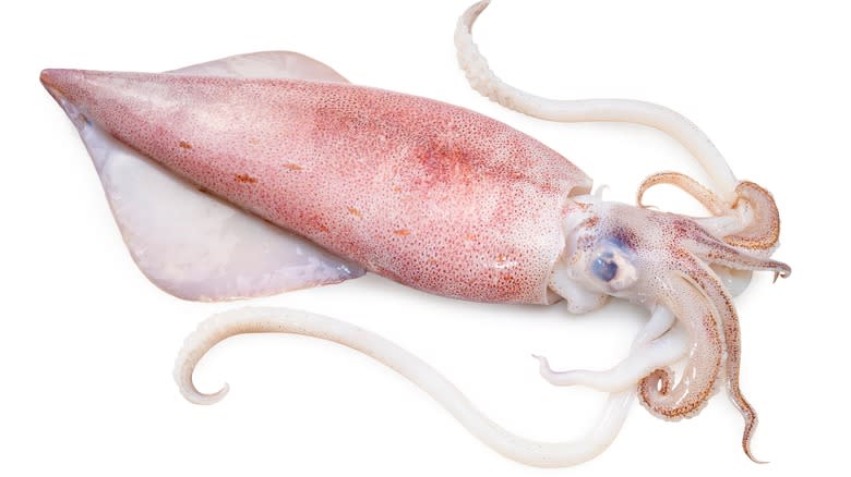 Squid head and tentacles
