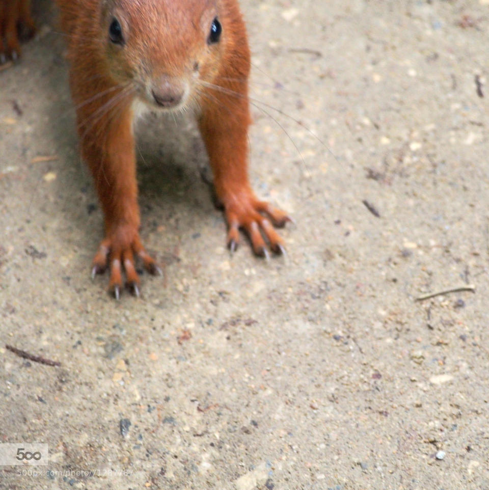 A nosy squirrel which invited itself in the frame :)