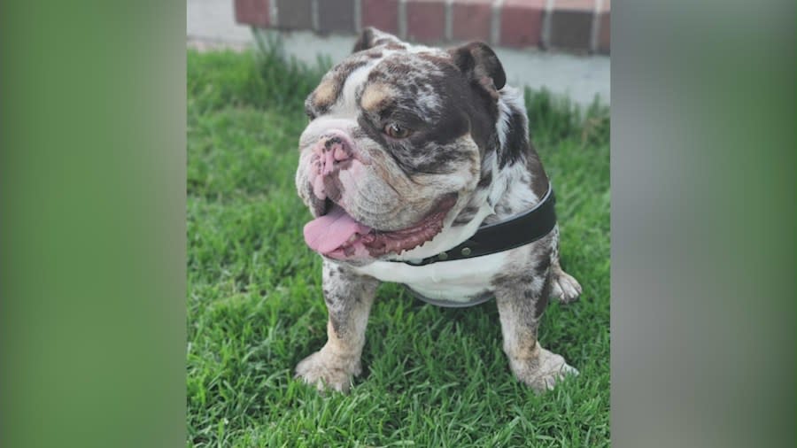 Capone is a 1-year, 10-month-old English Bulldog that was stolen at gunpoint from a couple in West Hollywood. 