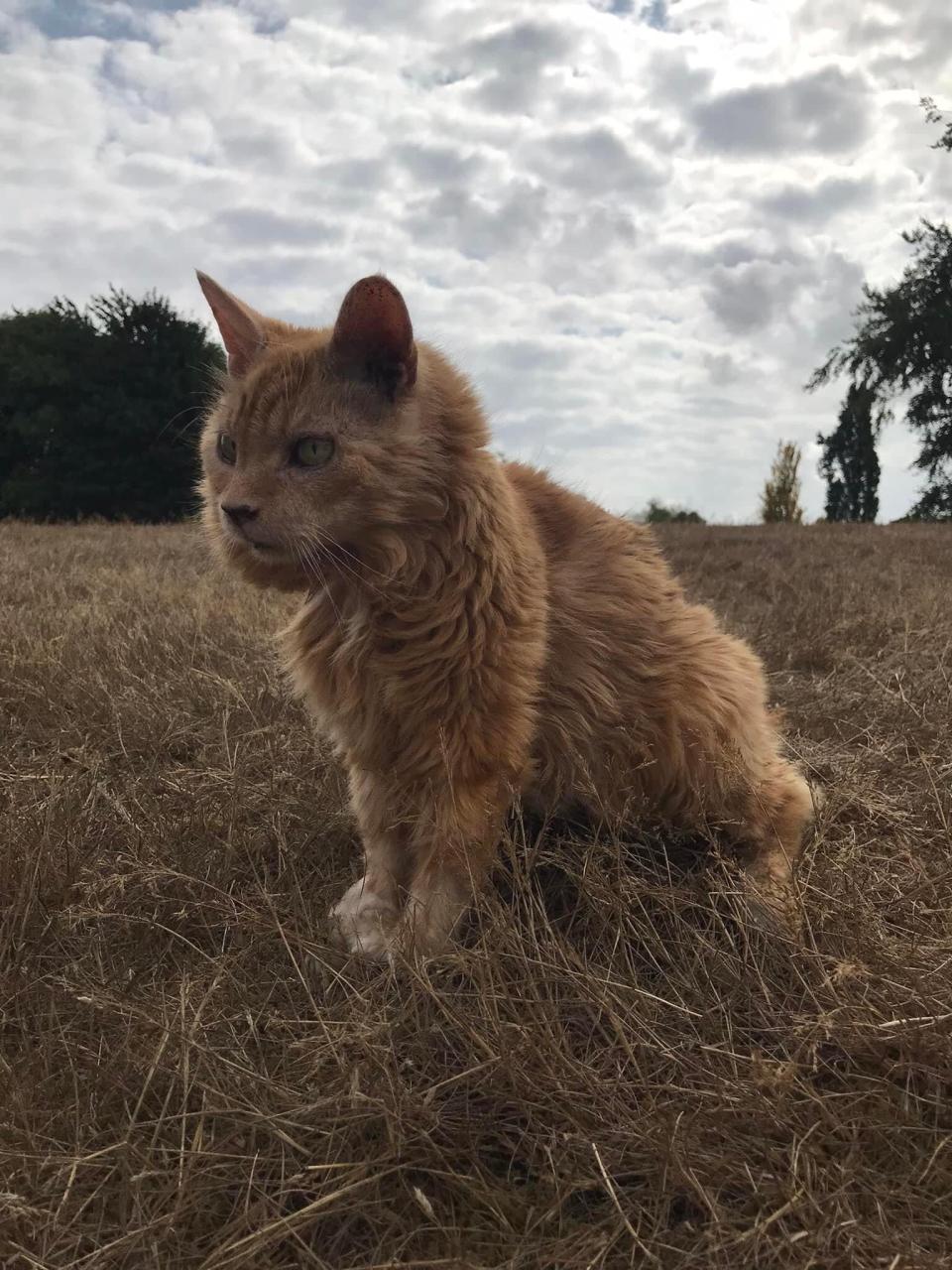 Samantha’s cat Tom has communicated with her and her fellow animal whisperers (Collect/PA Real Life)