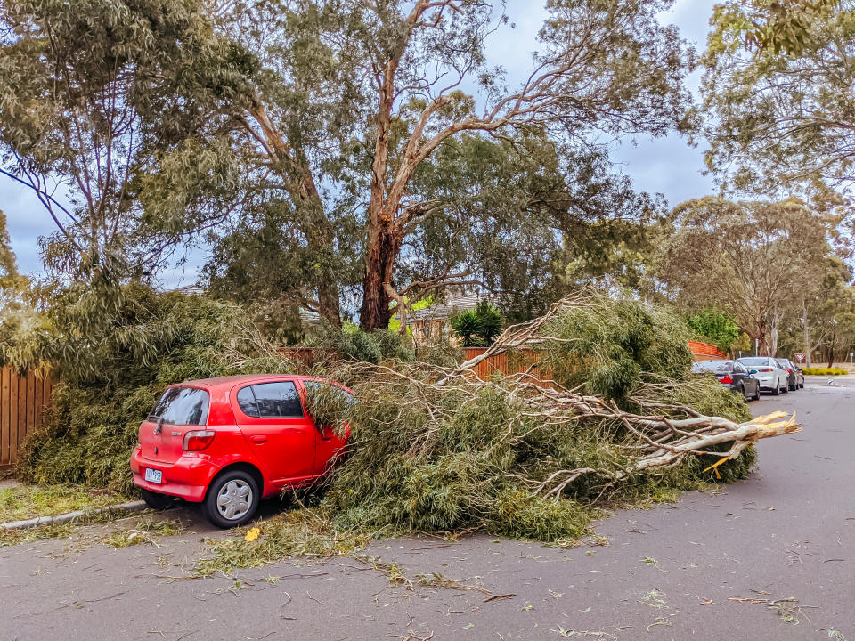 A fallen tree lies across a parked car. (Source: Getty)