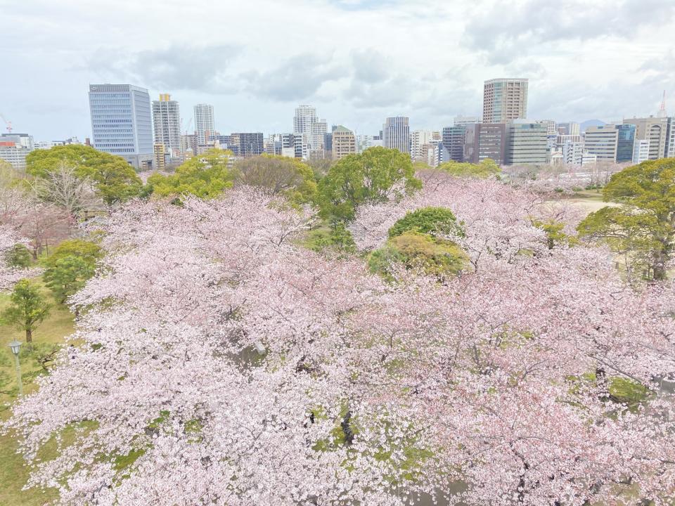 日本櫻花2024｜日本櫻花花期出爐！Weathernews預測福岡3月中開第一朵櫻 即睇東京、大阪花期 附櫻花名所開花預想日