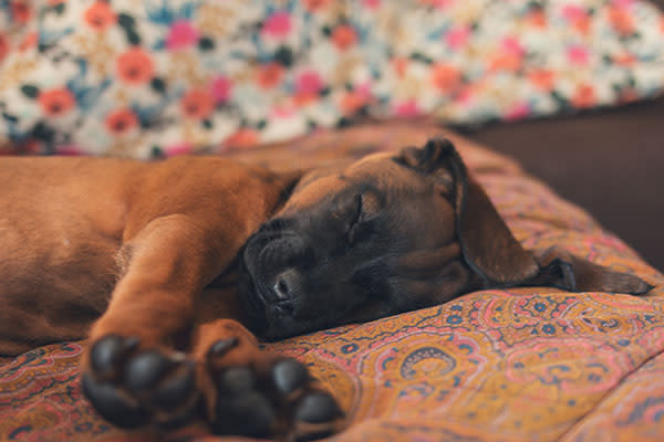 Sentirse seguro y a salvo, le permite a tu perro dormir muy relajado. Foto: Christina Reichl Photography/Getty Images