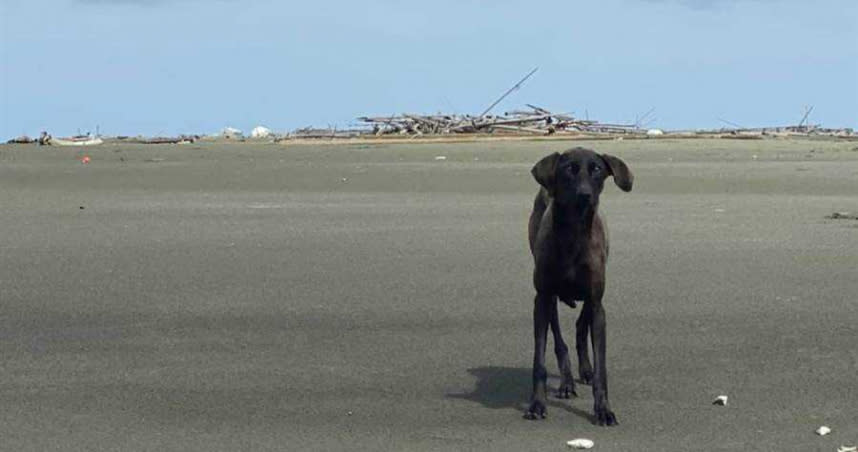 位於嘉義縣東石鄉外海的外傘頂洲，日前有民眾發現一隻骨瘦如柴的浪犬在沙洲上徘徊。（圖／鄭又瑋提供）