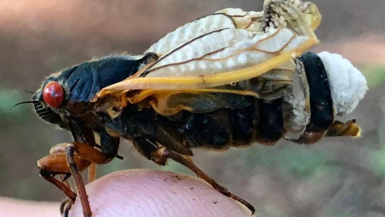 an infected periodical cicada with a white fungal plug on its abdomen