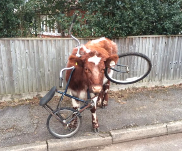 Cow gets bike stuck on its head. Really