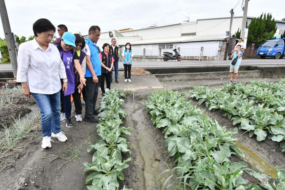 ▲海葵颱風帶來間歇性強風和大雨成災，已在彰化縣埔鹽、溪湖等鄉鎮，嚴重危害青蔥和花椰菜等農作物，彰化縣長王惠美前往產地視察農損情況。（圖／記者陳雅芳攝，2023.09.04）