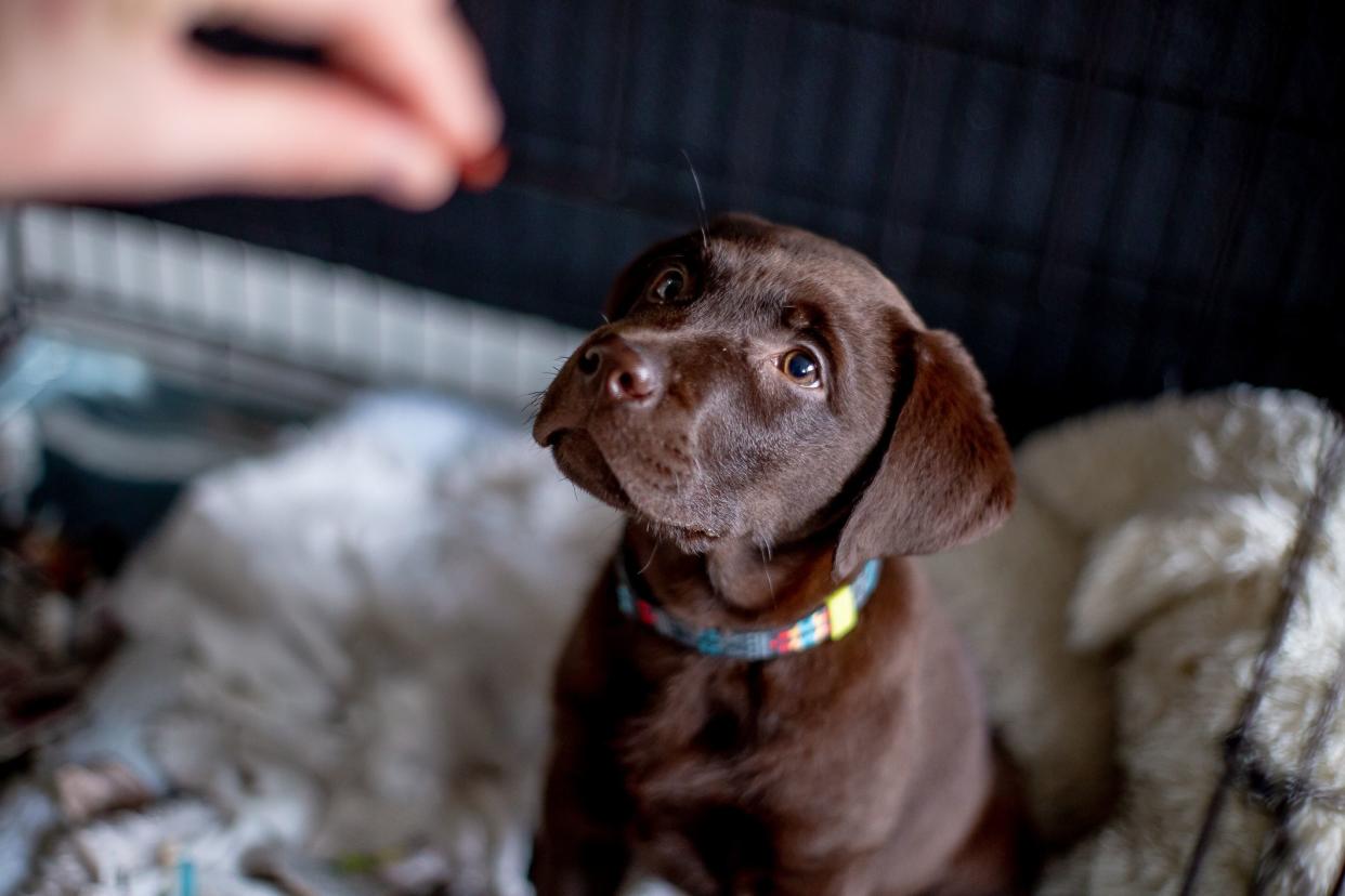 Cute labrador puppy, 11 weeks old in gate