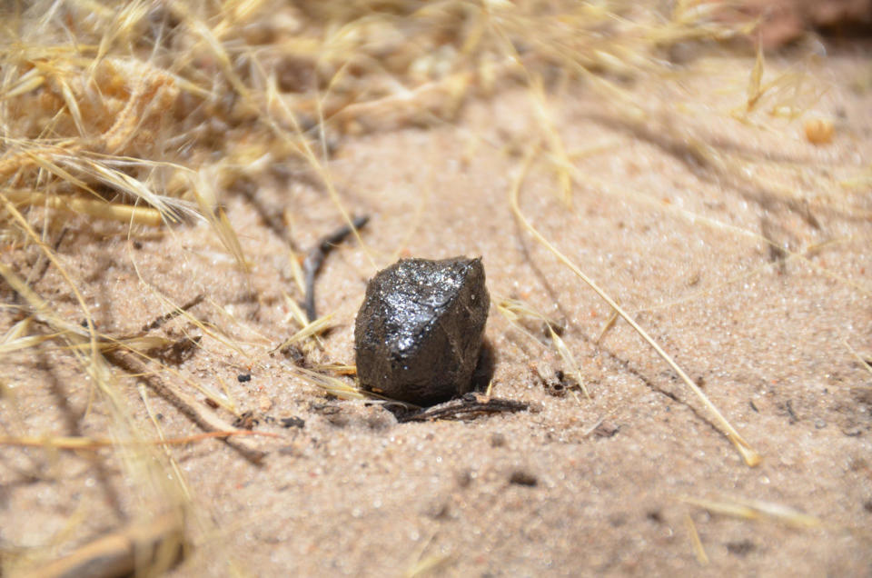 Fragment of asteroid 2018 LA recovered in Central Kalahari Game Reserve in central Botswana. / Credit: SETI Institute