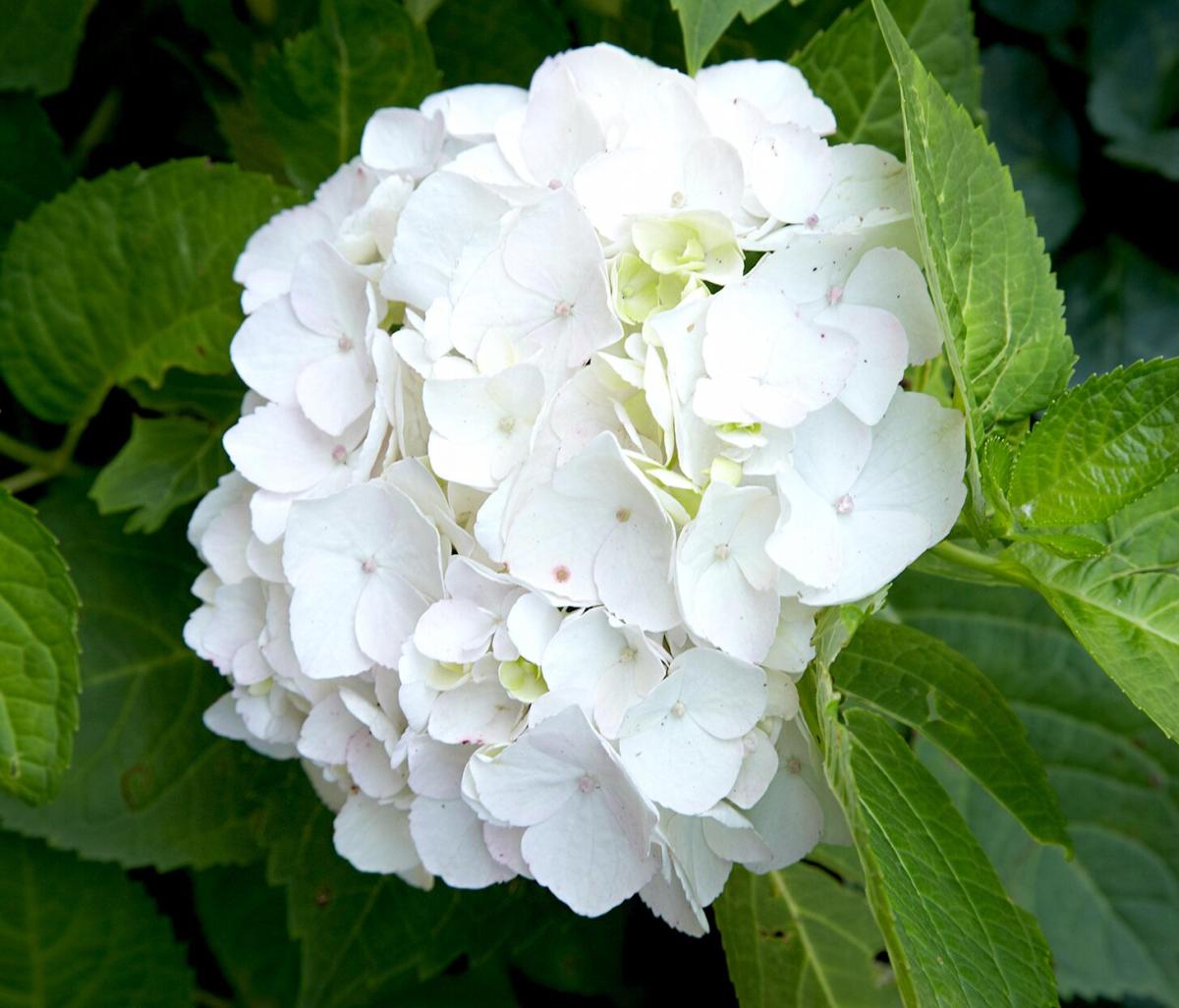 Image of Hydrangea scroll white blooms