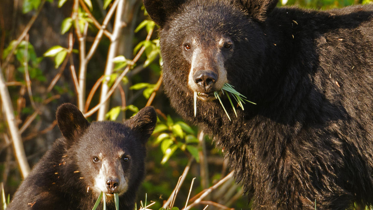  Black bear and cub. 