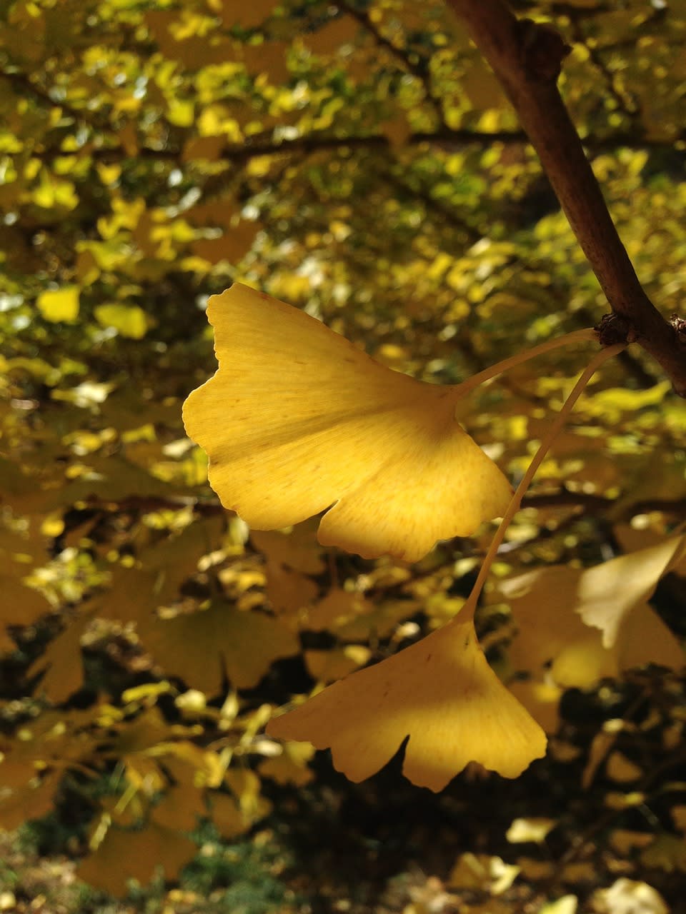 銀杏（Photo Credit: summerchungtw@pixabay.com, License CC0，圖片來源：https://pixabay.com/zh/photos/ginkgo-taiwan-wuling-farm-autumn-577082/）