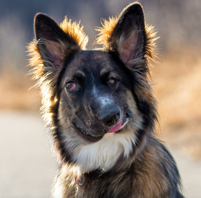 Wonky faced dog who was attacked as a puppy is re homed