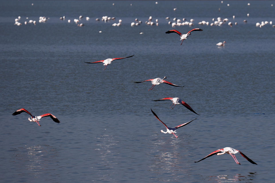Flamingos fly over a salt lake in the southern coastal city of Larnaca, in the eastern Mediterranean island of Cyprus, Sunday, Jan. 31, 2021. Conservationists in Cyprus are urging authorities to expand a hunting ban throughout a coastal salt lake network amid concerns that migrating flamingos could potentially swallow lethal quantities of lead shotgun pellets. (AP Photo/Petros Karadjias)