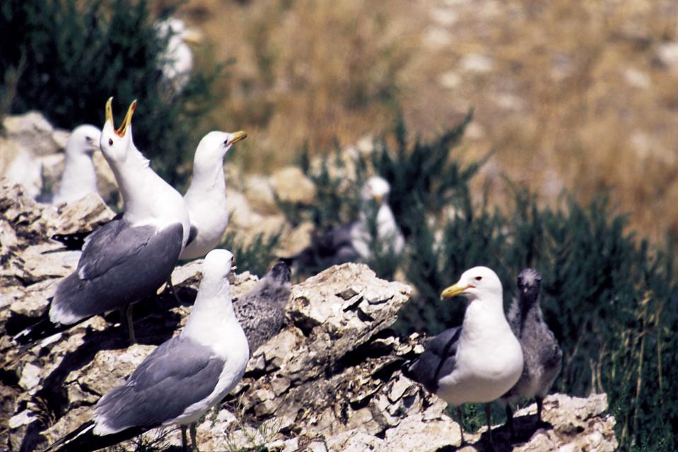 The California gull is Utah's state bird.