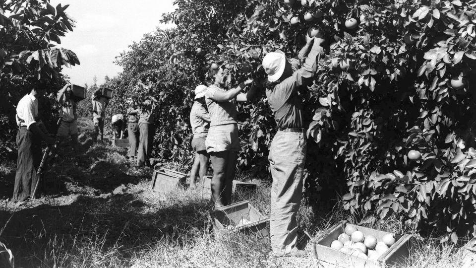 This July 1938 shows workers in the orange grove of the Na'an kibbutz. - Kluger Zoltan/GPO/AFP/Getty Images