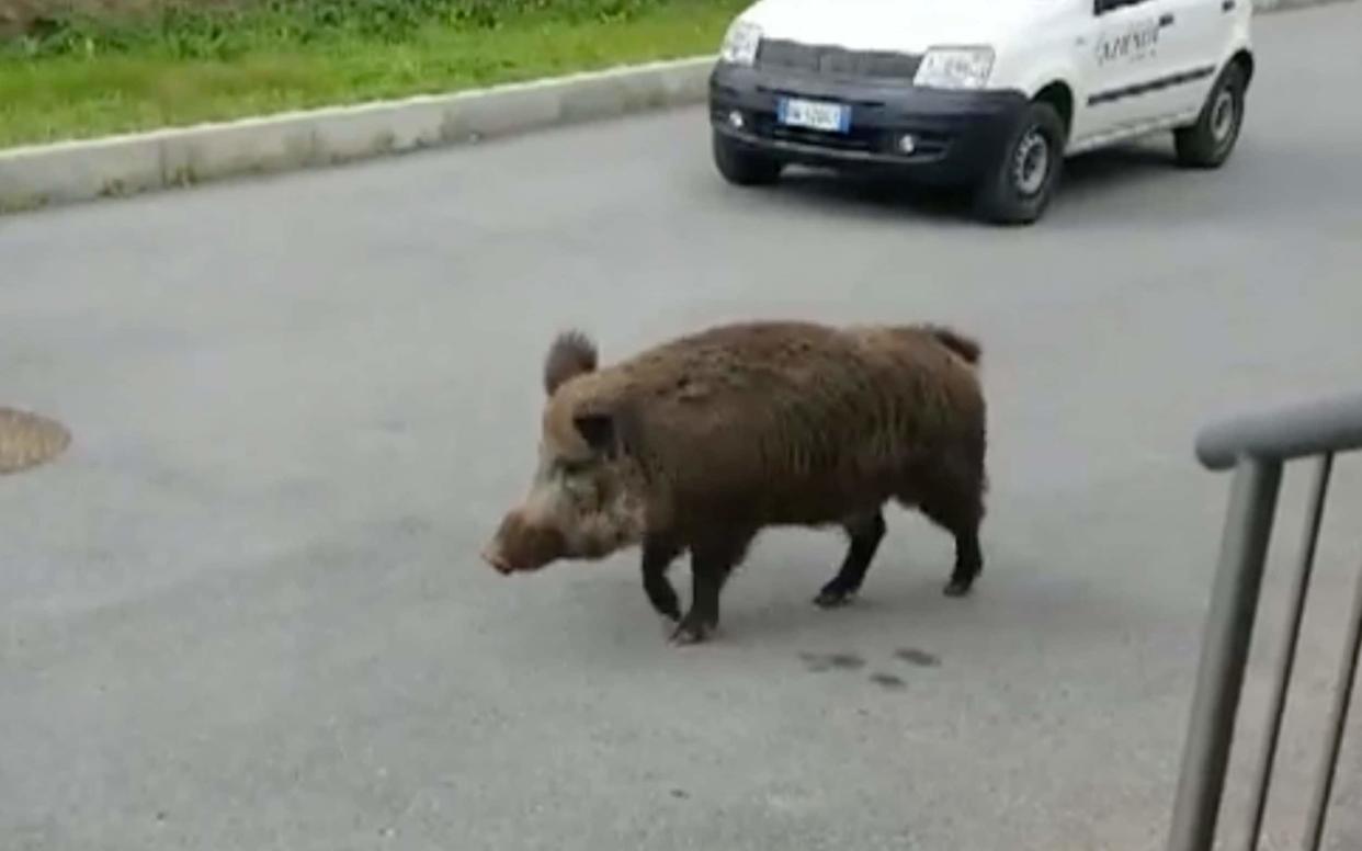 Wild boar are a relatively common sight in towns and cities in Italy - Giornale Di Sicilia