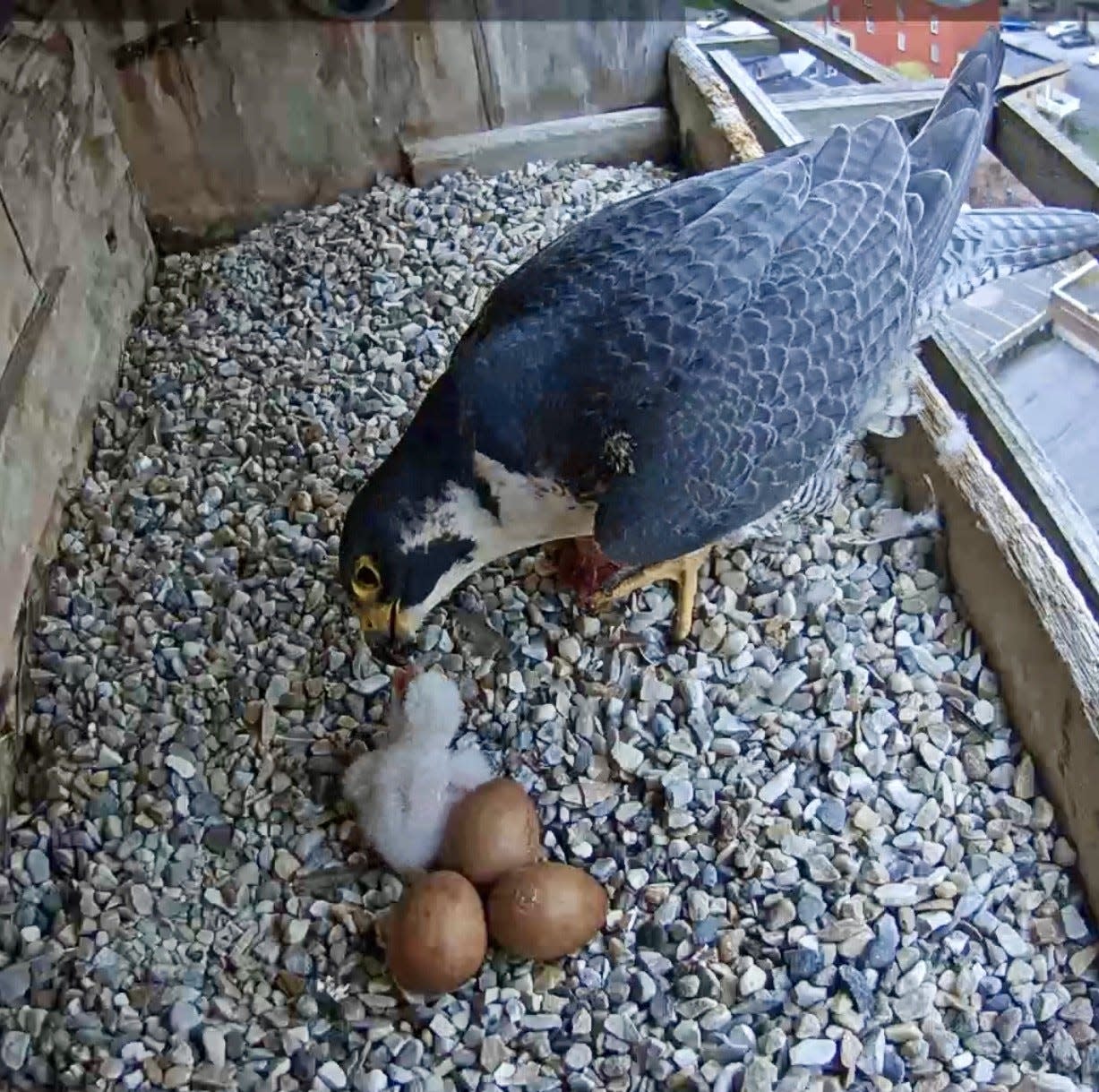 Astrid, a peregrine falcon, tends her chick who hatched on Tuesday, April 30, 2024. Astrid and her mate Ares have lived on the Adirondack Bank Building in downtown Utica since 2014.