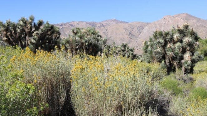 The Mojave Desert Land Trust announced all-round conservation wins for the California desert in its 2023 annual report, which also outlined “bold action” to preserve two of the California desert’s most iconic species.