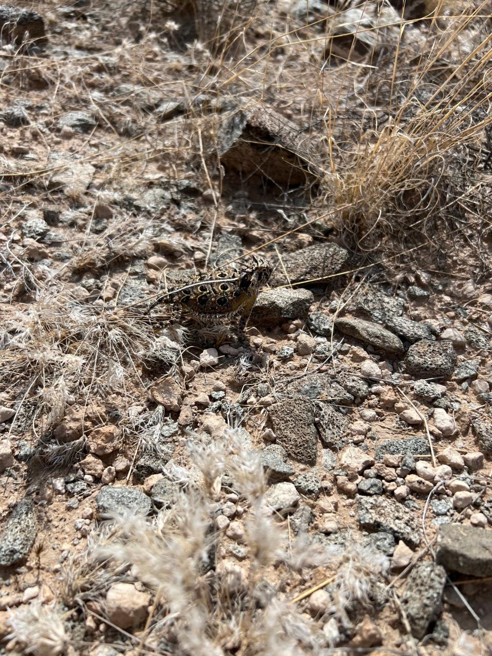Texas Horned Lizard at Alamo Mountain on August 14, 2023
