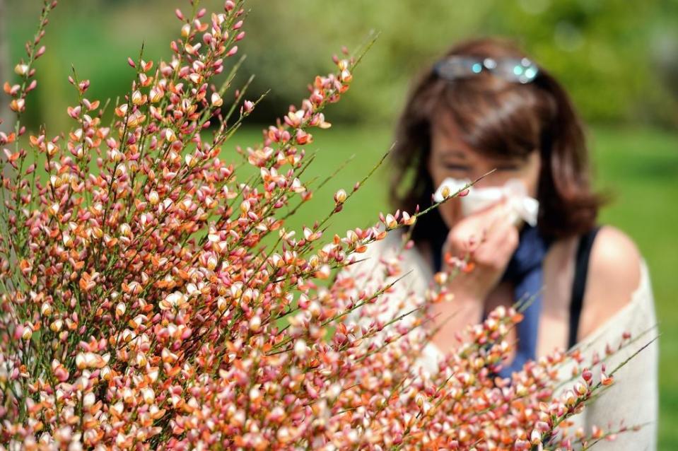 The climate crisis is linked to worsening seasonal allergies  (AFP via Getty Images)