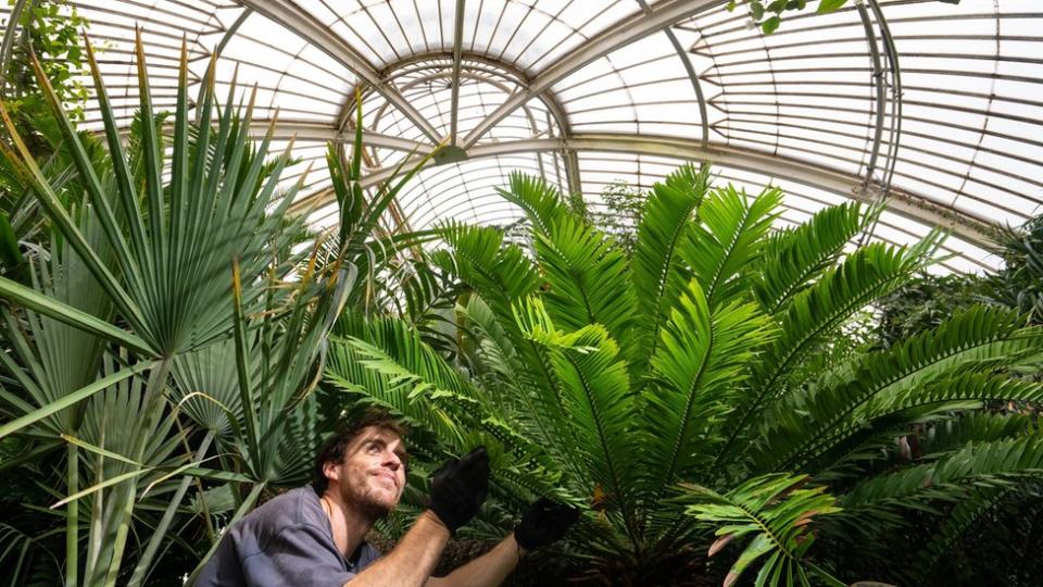 邱園中最老的鐵樹Encephalartos altensteinii（右），1775年從南非到英國至今一直生活在邱園裏。