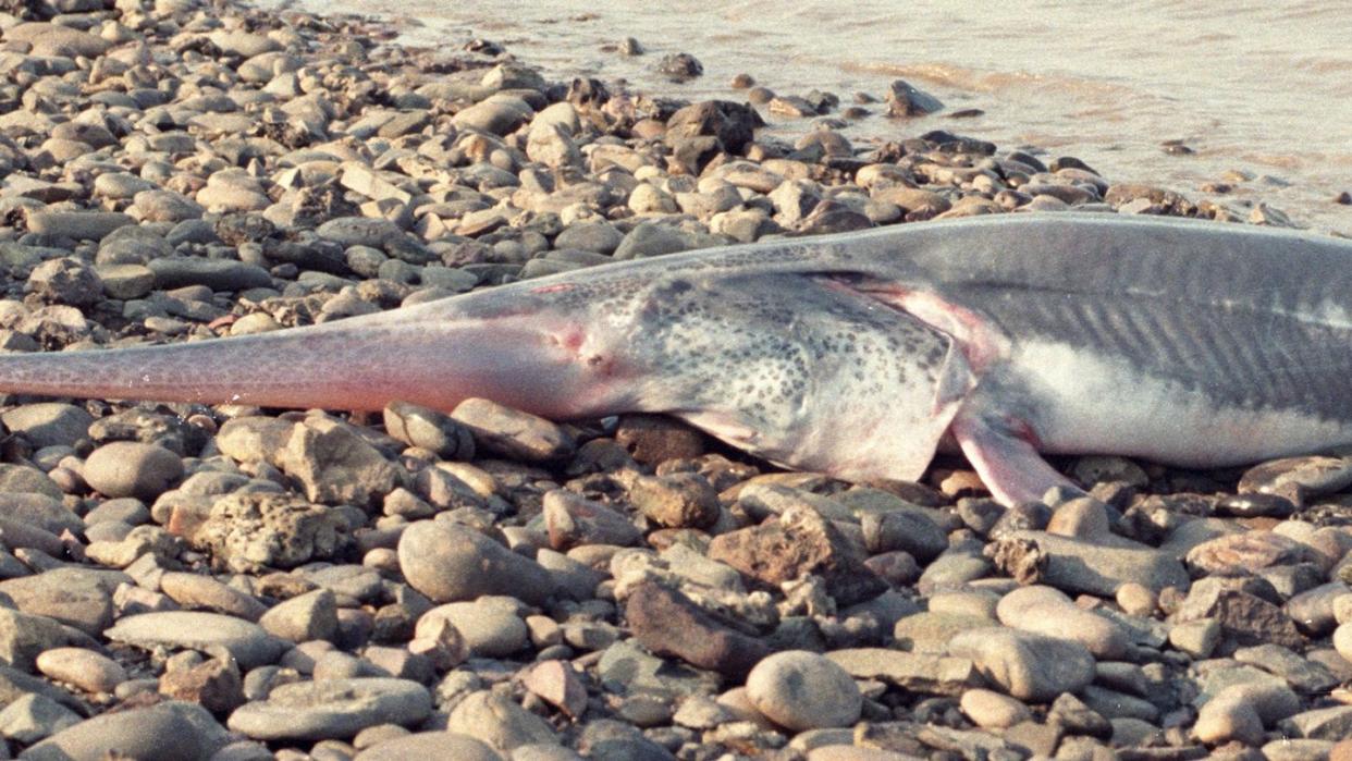 Eines der letzten Exemplare eines Schwertstörs (Psephurus gladius) aus dem chinesischen Jangtse liegt auf einer Uferböschung.