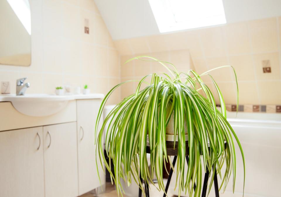 Chlorophytum comosum, called spider plant or airplane plant in white pot in bright white bathroom.