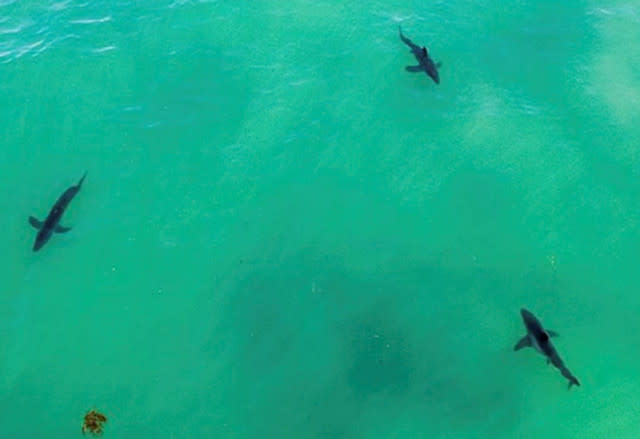 Baby Sharks Prefer Swimming By The Shore, Research Suggests