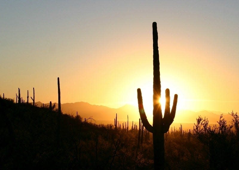 The saguaro is a symbol of the Southwest, but it's not as common as you may imagine.
