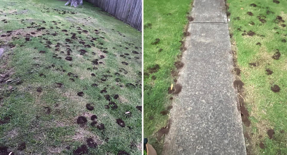 Piles of dirt from ants on the grass, left, and also alongside a path