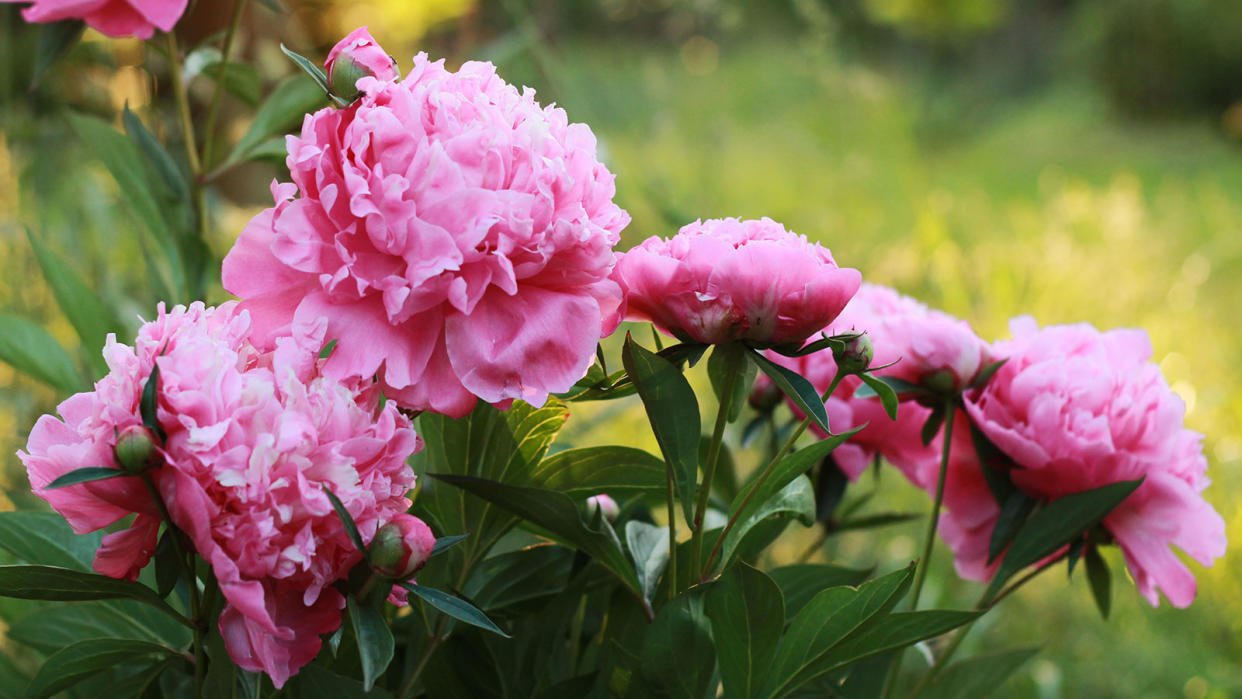  pink peonies in bloom in a garden 