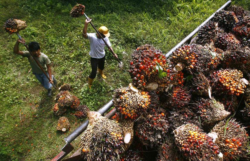 Palm oil fell to RM1,963 a tonne yesterday, falling for a sixth straight day to reach the lowest point since August 2015. — Reuters pic