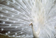 <p>A white albino peacock. (Photo: Ian Beames/Caters News) </p>