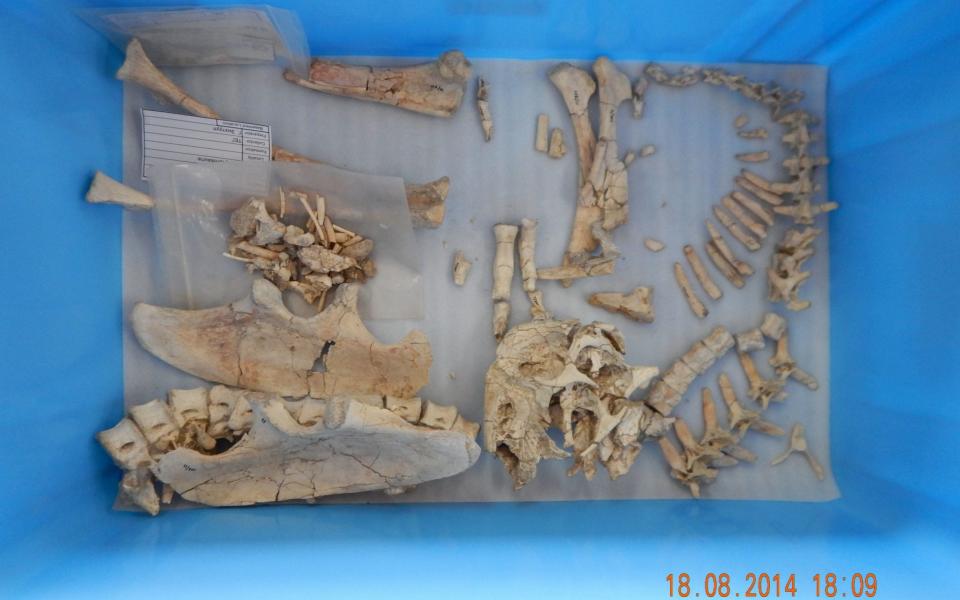 Multiple complete skeletons of the new species were unearthed in the Gobi Desert in Mongolia - PA