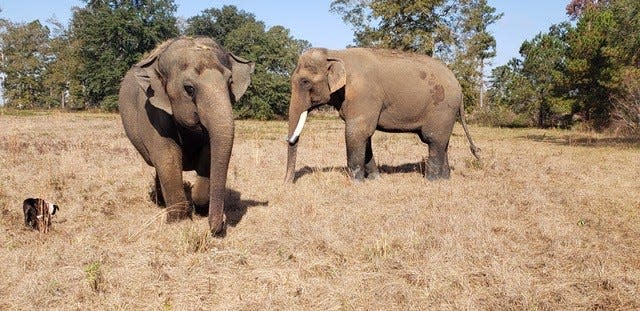 Mala, left, Tarra, center, and Bo, right, roam a 100-acre enclosure at Elephant Refuge North America in Attapulgus, Georgia.