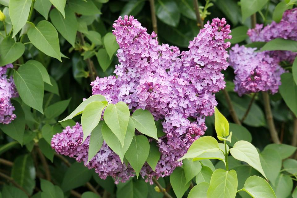 fragrant flowers lilac