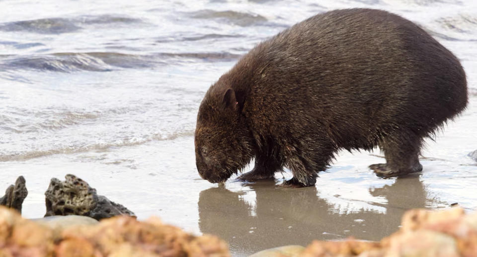The wombat foraging on the beach in Tasmania at the water's edge.