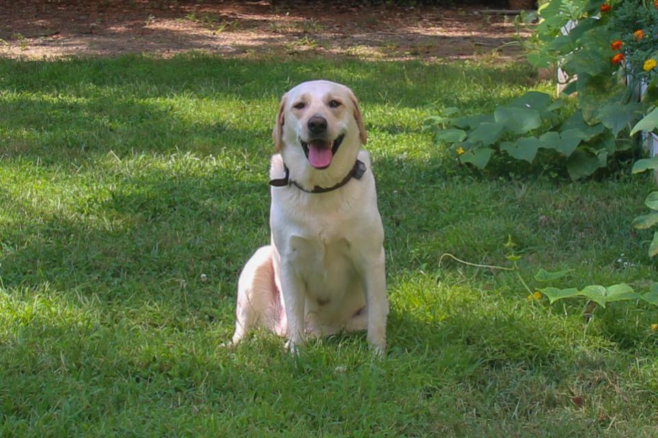 York Press: el entrenamiento de perros puede ser difícil para aprender a comunicarse con su mascota