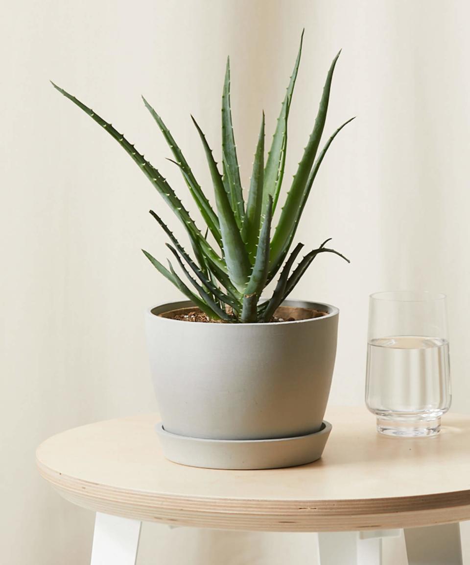 best indoor plants, Aloe Plant from Bloomscape