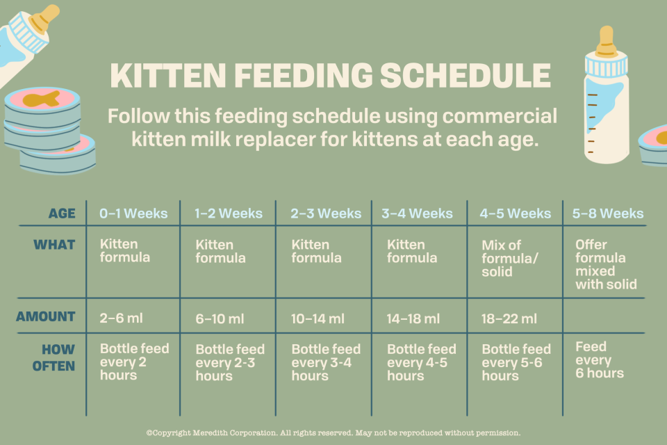 bottle feeding kitten chart