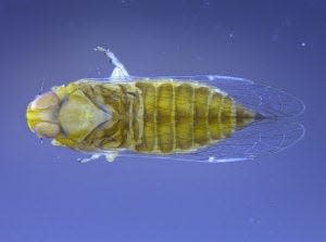 A Haplaxius crudus insect, commonly known as the planthopper, that spreads the bacterial infection lethal bronzing in palm trees. Sample taken from UF/IFAS FLREC.