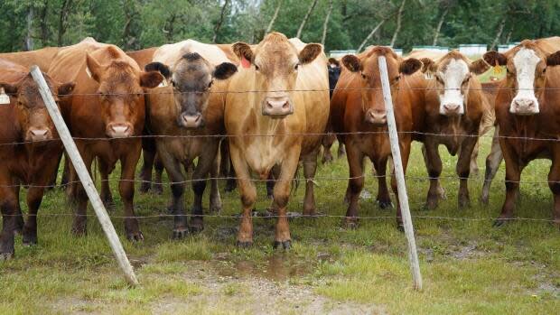 The cattle for the lottery are being provided by Highline Angus. (Axel Tardieu/Radio-Canada - image credit)