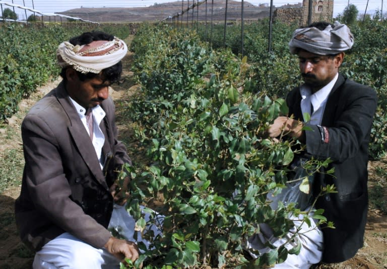Yemeni farmers chew Qat as they prune a tree of the popular mild narcotic leaf in a plantation in the district of Arhab in the Sanaa province where Yemeni security forces carried out operations against Al-Qaeda suspects on December 17, 2009. Yemeni troops killed at least 28 Al-Qaeda militants and captured 17 others in operations backed by air strikes that foiled imminent suicide attacks in Arhab and in the southern province of Abyan, some 480 kilometres (300 miles) southeast of the capital, the defence ministry said. The ministry official said a cell was found preparing suicide attacks on Yemeni and foreign interests in Arhab. AFP PHOTO/KHALED FAZAA