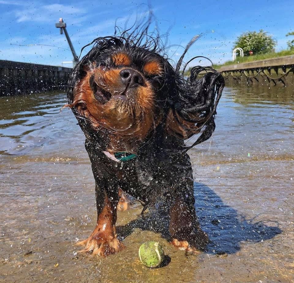 1) Arthur, Cavalier King Charles Spaniel, Suffolk