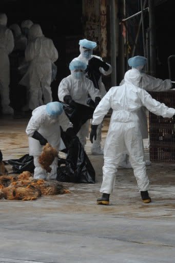 Workers place dead chickens into plastic bags after they were killed at a live chicken distribution centre in Hong Kong on December 21, 2011. Hong Kong culled 17,000 chickens and suspended live poulty imports for 21 days after three birds tested positive for the deadly H5N1 strain of bird flu virus