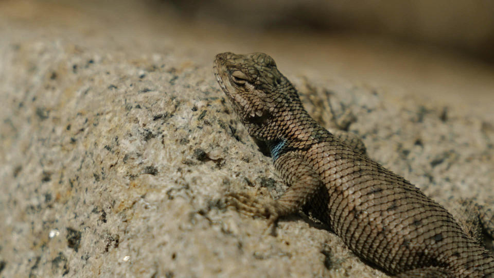 Yarrow's spiny lizards may be extinct in the Mule Mountains of Arizona after living there for 3 million years.  / Credit: Chance Horner / CBS News