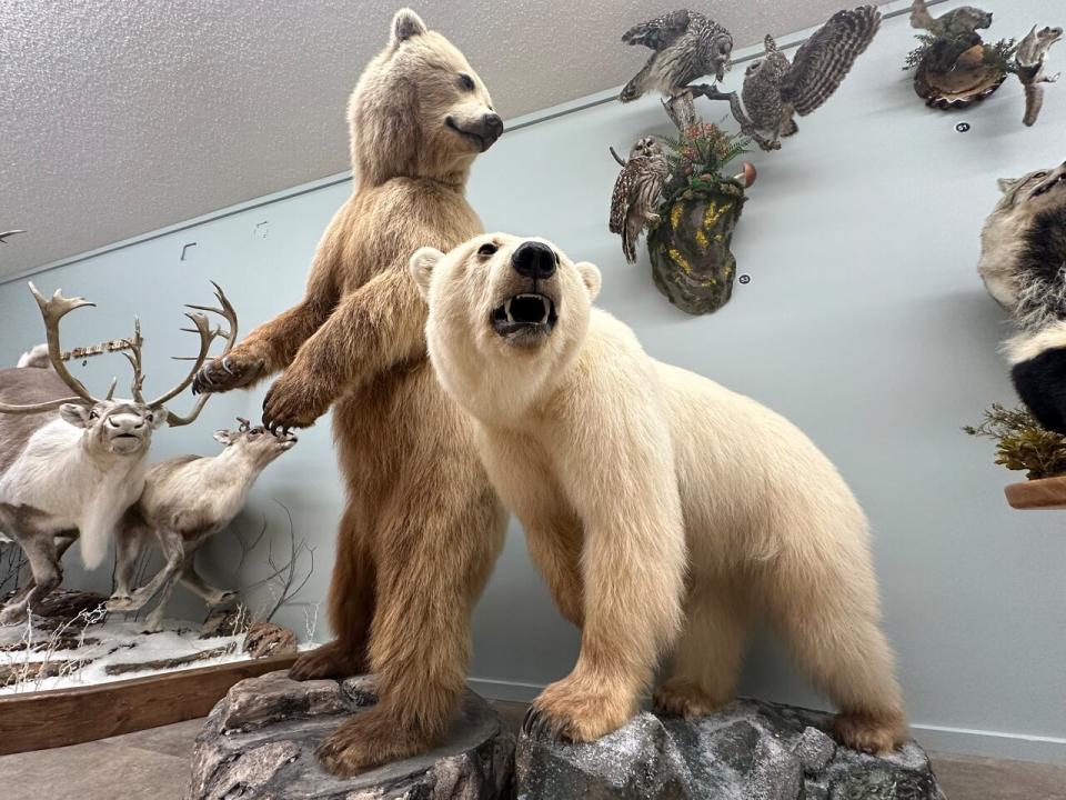 Two of the nine-known grizzly-polar bear hybrids are now at Nature's North Wildlife Gallery in Yellowknife, N.W.T. Dean Robertson purchased and mounted both of them. On the left is bear 11028, a 2nd generation hybrid harvested in 2017. On the right is bear 10958, a 1st generation hybrid harvested in 2012.  