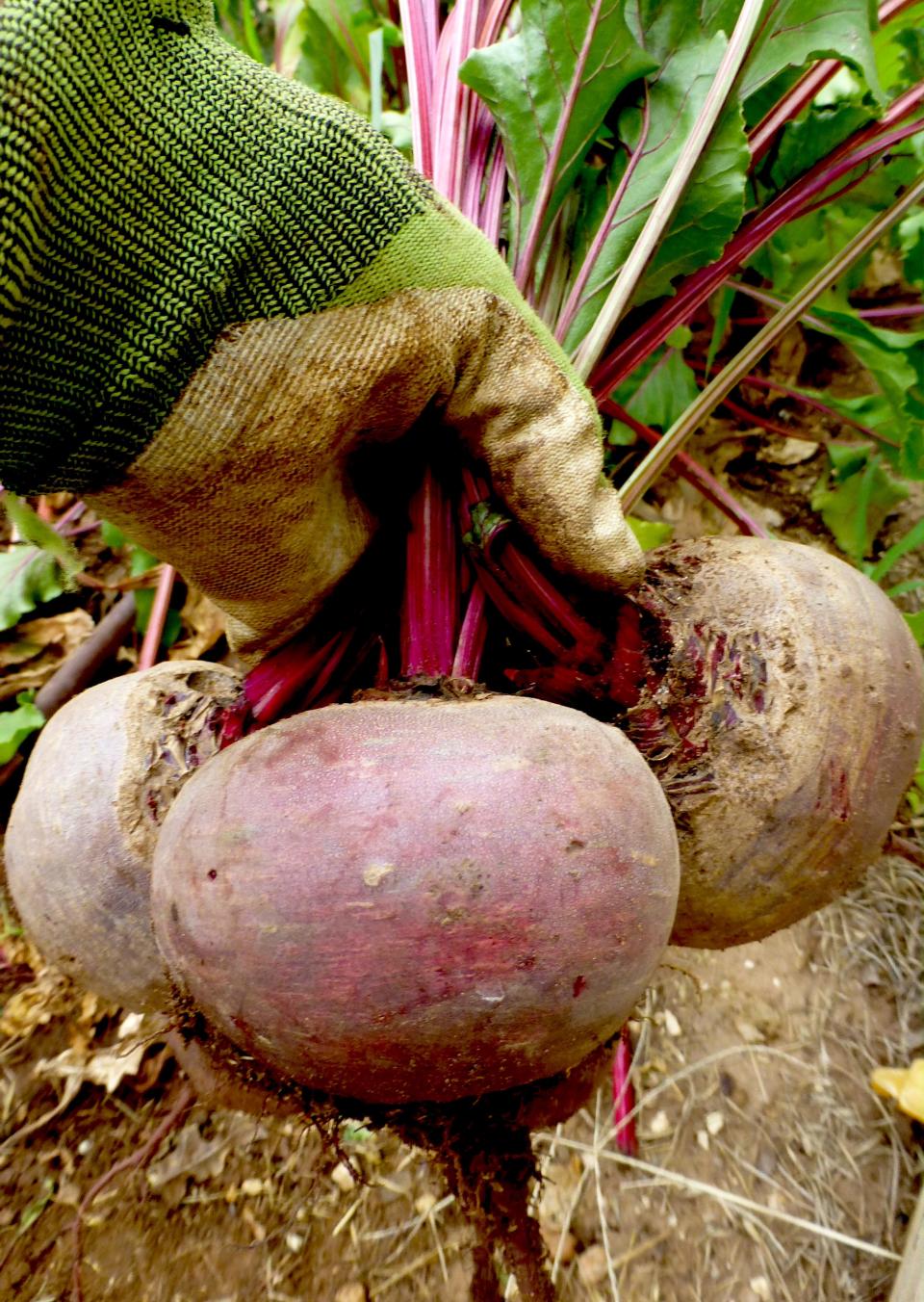 Red beets were planted in the spring and harvested as a summer crop when 4 inches in diameter. Roots were still tender at harvest by keeping them evenly moist throughout the growing season.